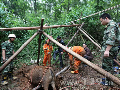 宜昌耕牛掉進10米深坑